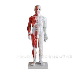 人体穴位模型-人体针灸模具-针灸穴位模型-人体经络模型