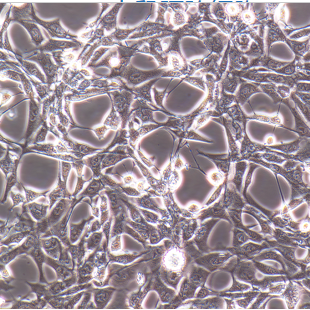 大鼠、小鼠心脏干细胞（祖细胞）分离培养方法