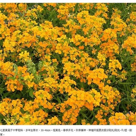 宿根花卉 七里黄种子 花色艳丽花姿秀丽 七里黄种子 南北方观赏草花