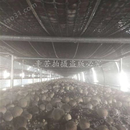 德州金葫食用菌出菇空调报价 节能食用菌专用空调机