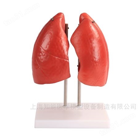 肺解剖模型 人体肺结构模型   肺模型