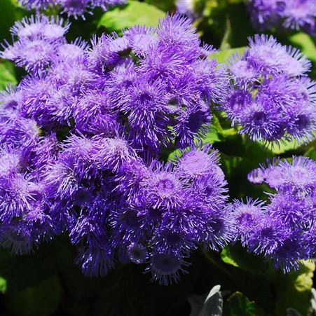 成都花卉种子 藿香紫色藿香